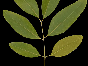 leaves texture (ID:ffajg81514)