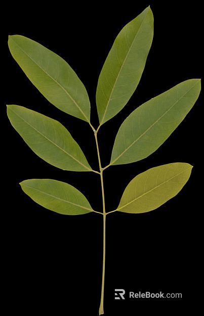 leaves texture