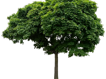 Plants texture (ID:ffacg21688)