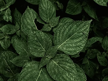 Plants texture (ID:ffaeg44077)