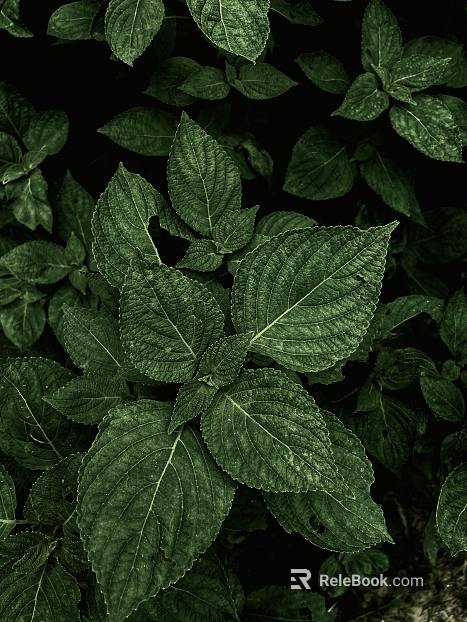 Plants texture