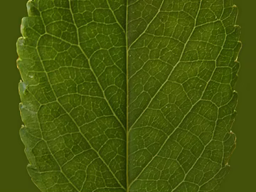 leaves texture (ID:ffagg25327)