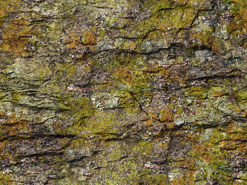 moss texture (ID:ffabg98363)