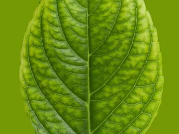 green leaf texture (ID:ffacg31327)