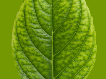 green leaf texture (ID:ffacg31327)