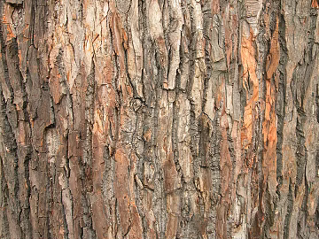 cracked dried bark texture (ID:ffach758214)