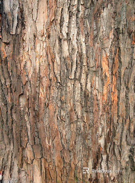 cracked dried bark texture texture