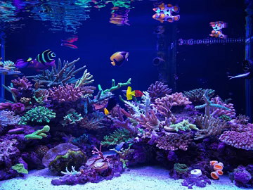 Fish tank texture (ID:ffaeg28143)