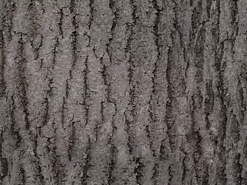 bark texture (ID:ffacg23846)