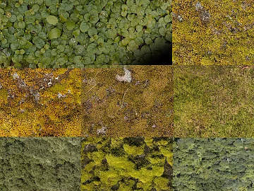Yellow green moss natural material 3d model