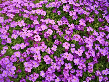 Flowers texture (ID:ffacg12960)