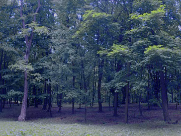 Wild Scenery 3d model