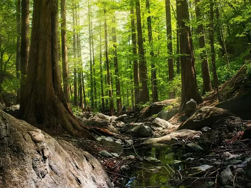Forest texture (ID:ffacg84437)