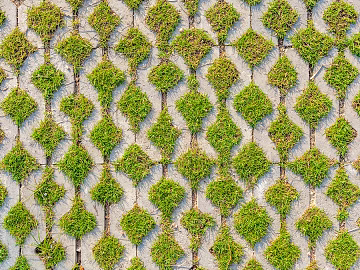 grass-planting brick texture (ID:ffach356290)