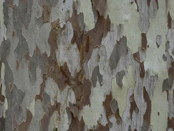 Gray white brown mottled bark texture (ID:ffaeh264496)