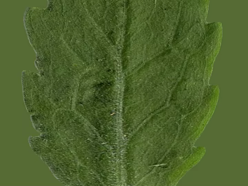 green leaf texture (ID:ffacg53201)