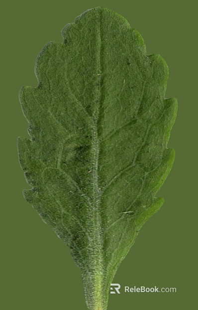 green leaf texture