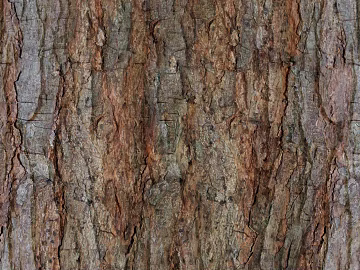 ancient tree bark texture (ID:ffabf4521)