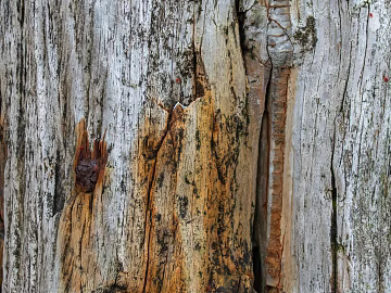 old wood texture (ID:ffagg36425)