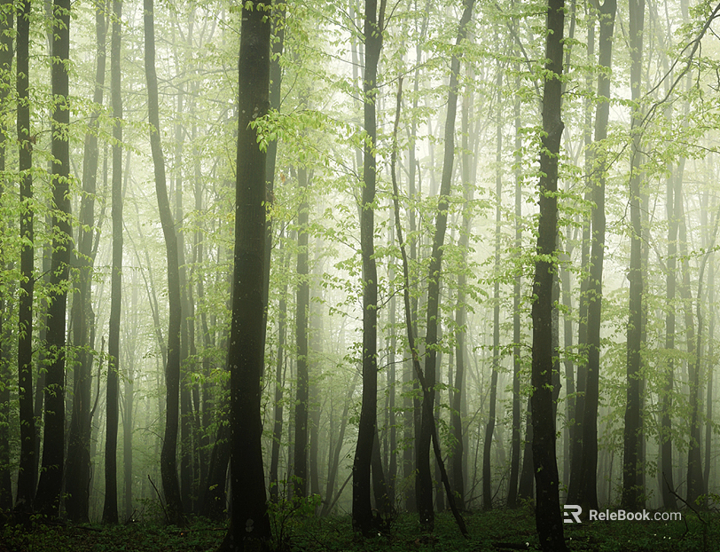 Wild Scenery texture
