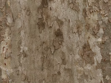 bark texture (ID:ffajg36302)