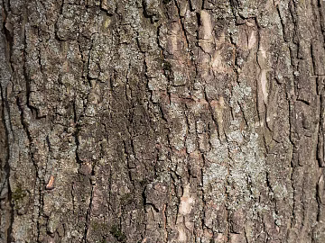 dark gray brown trunk bark texture (ID:ffaeh278574)