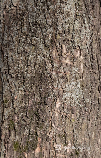 dark gray brown trunk bark texture
