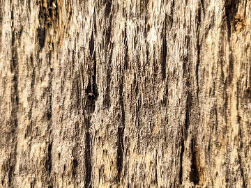 bark texture (ID:ffabg88843)