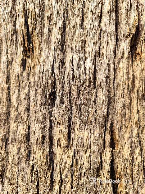 bark texture