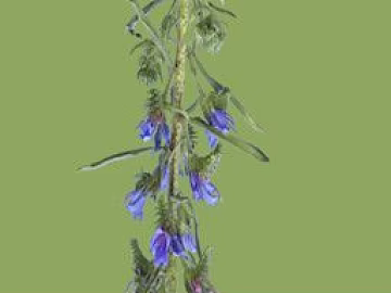 Blue flower stem plant decorative material texture (ID:ffaeh146971)