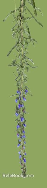 Blue flower stem plant decorative material texture