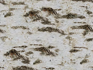 bark texture (ID:ffacg56837)