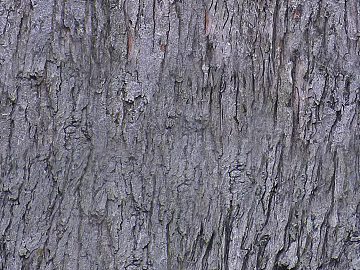 bark texture (ID:ffajg22962)