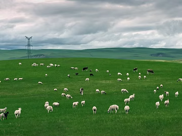Scenery of Sheep in Inner Mongolia Grassland texture (ID:ffach238374)
