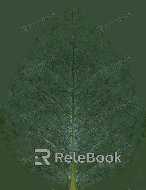 A vibrant, lush green leaf with a prominent central vein and intricate web of smaller veins, showcasing the beauty of nature's details. The leaf's surface is slightly glossy, reflecting light in a captivating manner.