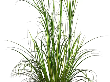 Plants texture (ID:ffacg40941)