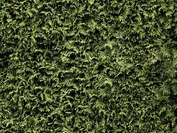 Plants texture (ID:ffacg35112)