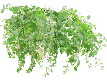 Plants texture (ID:ffagg62504)