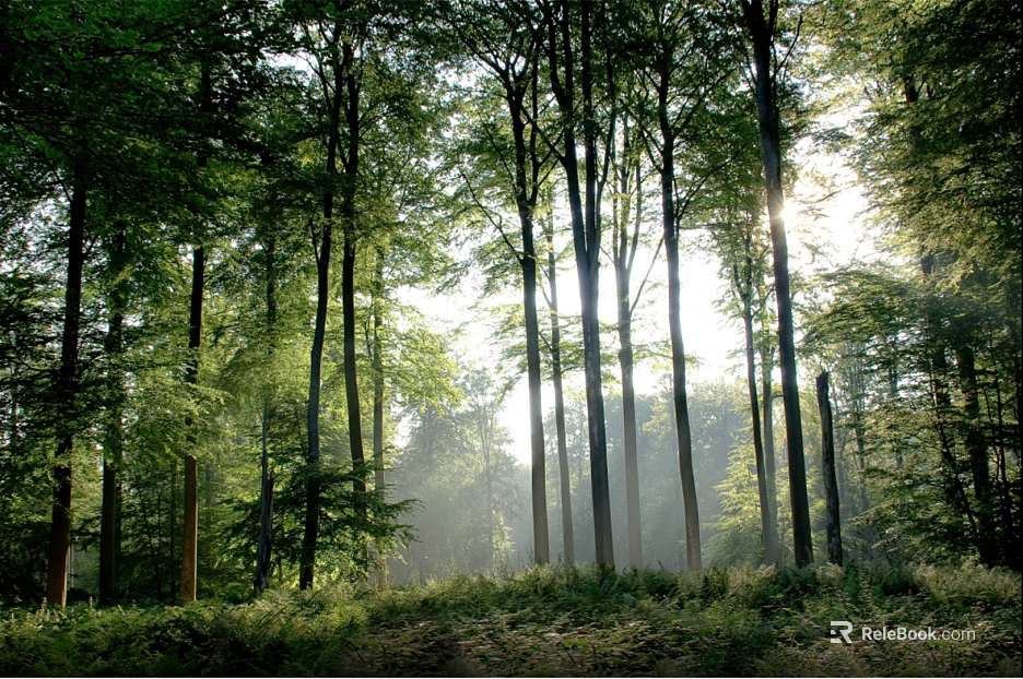 Forest texture