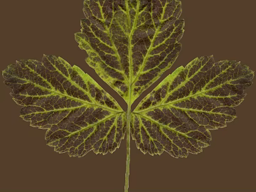 leaves texture (ID:ffagg38968)