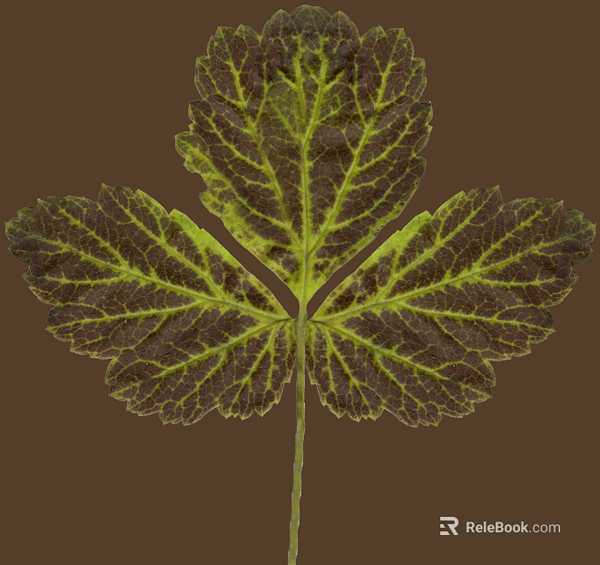 leaves texture