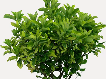 Plants texture (ID:ffaef5603)