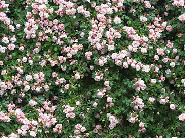 Flowers texture (ID:ffach873216)