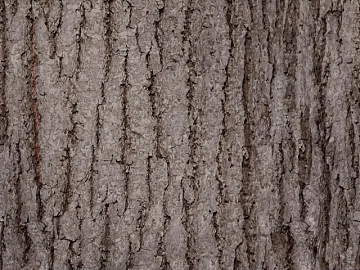 bark texture (ID:ffacg86427)