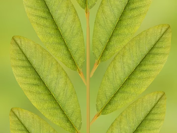 leaves texture (ID:ffacg84411)