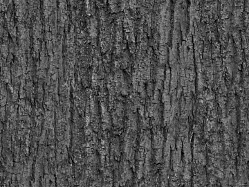 bark texture (ID:ffagg86583)