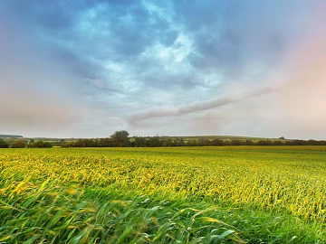 Wild Scenery texture (ID:ffajg54715)