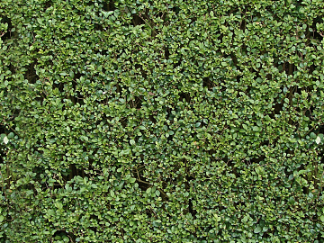 Plants texture (ID:ffacg44914)