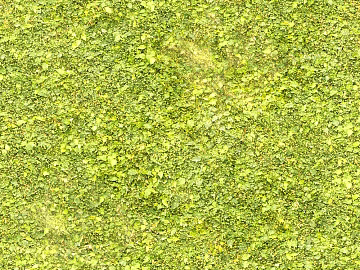 Turf texture (ID:ffajg49624)