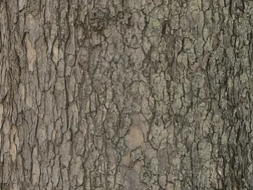 bark texture (ID:ffaeg28409)